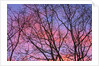 Dark Oak Trees Against Fiery Sky at Sunset by Anonymous