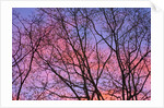 Dark Oak Trees Against Fiery Sky at Sunset by Anonymous