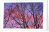 Dark Oak Trees Against Fiery Sky at Sunset by Anonymous