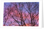 Dark Oak Trees Against Fiery Sky at Sunset by Anonymous