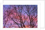 Dark Oak Trees Against Fiery Sky at Sunset by Anonymous