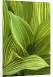 Close-up of Variegated Leaves by Anonymous