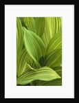 Close-up of Variegated Leaves by Anonymous