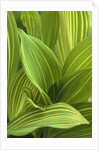 Close-up of Variegated Leaves by Anonymous