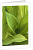 Close-up of Variegated Leaves by Anonymous