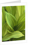 Close-up of Variegated Leaves by Anonymous