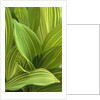 Close-up of Variegated Leaves by Anonymous