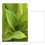 Close-up of Variegated Leaves by Anonymous