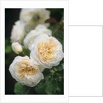 Buff Beauty Roses by Anonymous