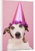 Dog Wearing Party Hat by Anonymous