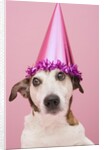 Dog Wearing Party Hat by Anonymous