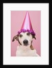 Dog Wearing Party Hat by Anonymous