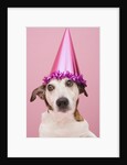 Dog Wearing Party Hat by Anonymous