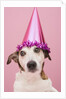 Dog Wearing Party Hat by Anonymous