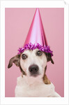 Dog Wearing Party Hat by Anonymous