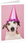 Dog Wearing Party Hat by Anonymous