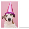Dog Wearing Party Hat by Anonymous