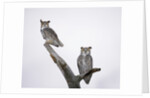 Great Horned Owls on Branch by Anonymous