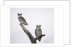 Great Horned Owls on Branch by Anonymous