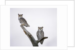 Great Horned Owls on Branch by Anonymous