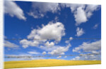 Barbed Wire Fence, Cumulus Clouds by Anonymous
