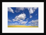 Barbed Wire Fence, Cumulus Clouds by Anonymous