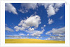 Barbed Wire Fence, Cumulus Clouds by Anonymous