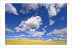 Barbed Wire Fence, Cumulus Clouds by Anonymous