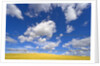 Barbed Wire Fence, Cumulus Clouds by Anonymous