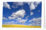 Barbed Wire Fence, Cumulus Clouds by Anonymous