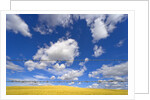 Barbed Wire Fence, Cumulus Clouds by Anonymous