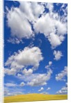 Beautiful Cumulus Clouds and Golden Prairie by Anonymous