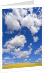 Beautiful Cumulus Clouds and Golden Prairie by Anonymous