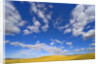 Beautiful Cumulus Clouds and Golden Prairie by Anonymous