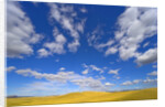Beautiful Cumulus Clouds and Golden Prairie by Anonymous
