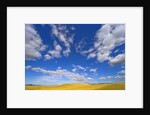 Beautiful Cumulus Clouds and Golden Prairie by Anonymous