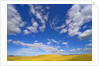 Beautiful Cumulus Clouds and Golden Prairie by Anonymous