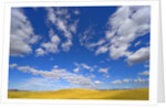 Beautiful Cumulus Clouds and Golden Prairie by Anonymous