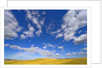 Beautiful Cumulus Clouds and Golden Prairie by Anonymous
