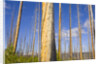 Spruce Trunks with Bark Stripped by Fire by Anonymous