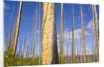 Spruce Trunks with Bark Stripped by Fire by Anonymous