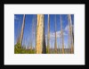 Spruce Trunks with Bark Stripped by Fire by Anonymous