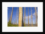 Spruce Trunks with Bark Stripped by Fire by Anonymous