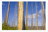Spruce Trunks with Bark Stripped by Fire by Anonymous