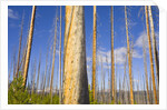 Spruce Trunks with Bark Stripped by Fire by Anonymous