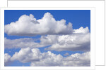 Cumulus Clouds Floating in Clear Blue Sky in Fall by Anonymous