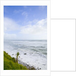 Cabbage Tree on Sea Cost by Anonymous