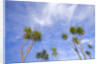 Cabbage Trees, Crowns Against Sky by Anonymous