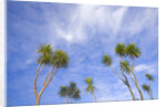 Cabbage Trees, Crowns Against Sky by Anonymous