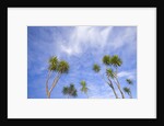 Cabbage Trees, Crowns Against Sky by Anonymous